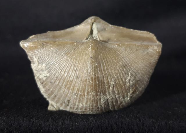 Cyrtospirifer rudkinensis (LJASCHENKO 1959) - Bild &copy; FossNet FossilienStore